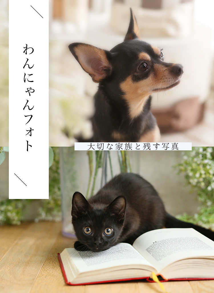 ペット・動物の記念撮影はらかんスタジオ